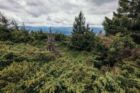 A large tree in a forestの写真素材