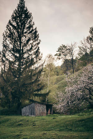 A large tree in a forestの写真素材