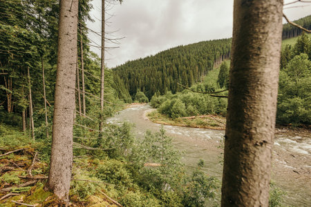A dirt path in a forestの写真素材