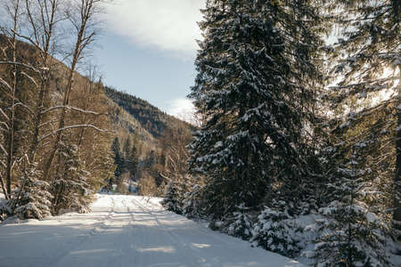 A tree covered in snowの写真素材