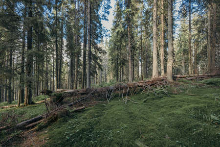 A large tree in a forestの写真素材