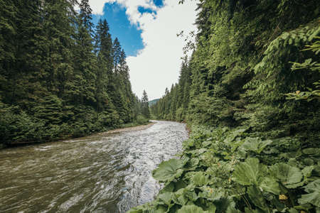 A river running through a forestの写真素材