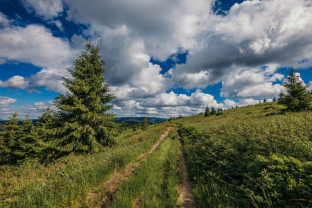 A close up of a lush green fieldの写真素材