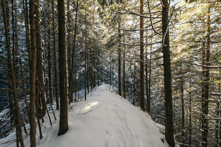 A path with trees on the side of a snow covered forestの写真素材