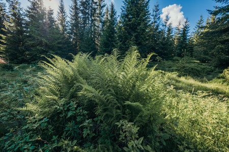 A group of bushes in a wooded areaの写真素材