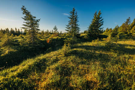 A large green field with trees in the backgroundの写真素材