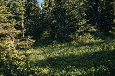A large tree in a forestの写真素材