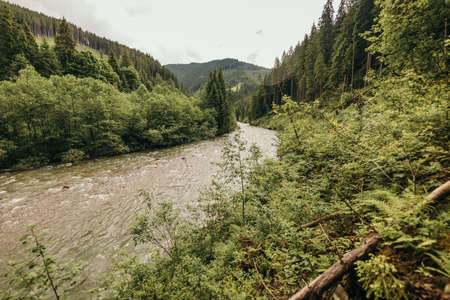 A herd of animals grazing on a lush green forestの写真素材