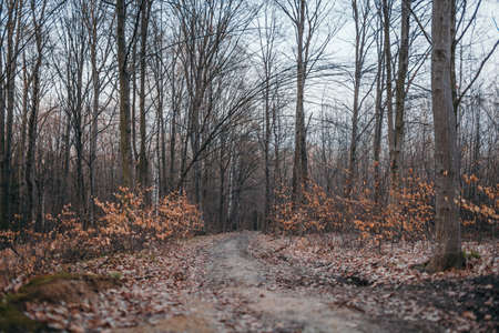 A tree in a forestの写真素材