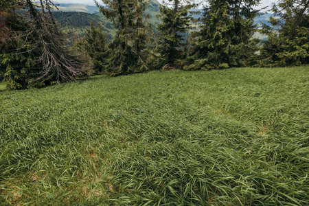 A field of grass with trees in the backgroundの写真素材