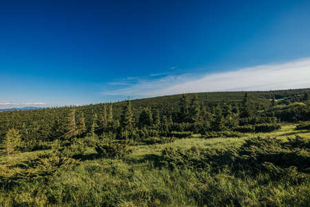 A large green field with trees in the backgroundの写真素材