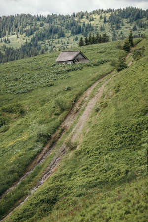 A close up of a lush green hillsideの写真素材