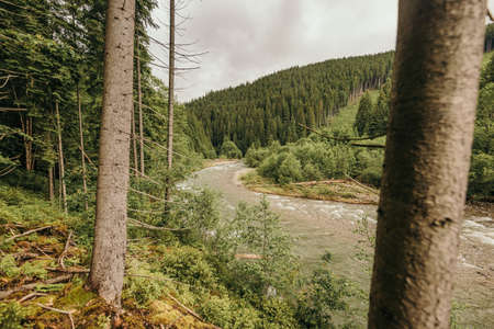 A tree in a forestの写真素材