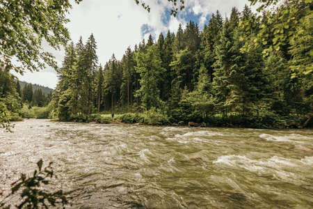 A river running through a forestの写真素材
