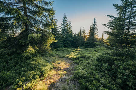 A large tree in a forest