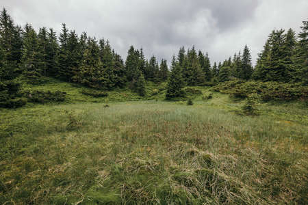 A close up of a lush green fieldの写真素材