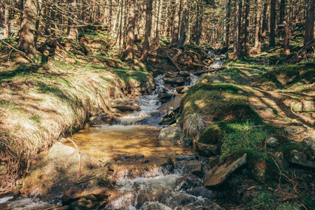 A waterfall in a forest