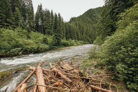 A pile of wood in a forest