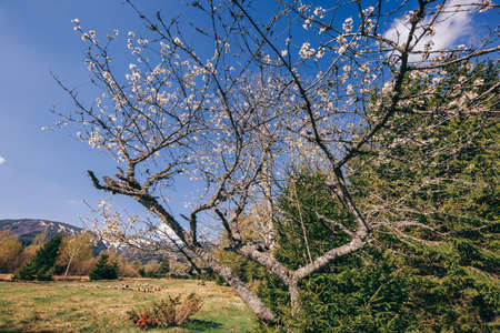 A large tree in a fieldの写真素材