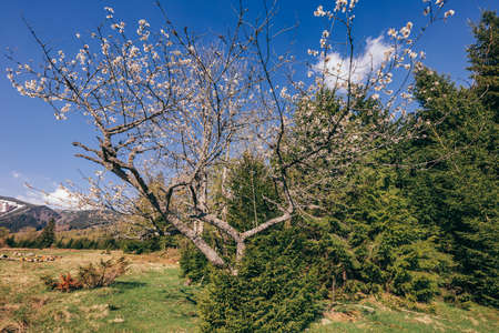 A close up of a hillside next to a treeの写真素材