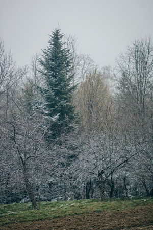 A tree in a forestの写真素材