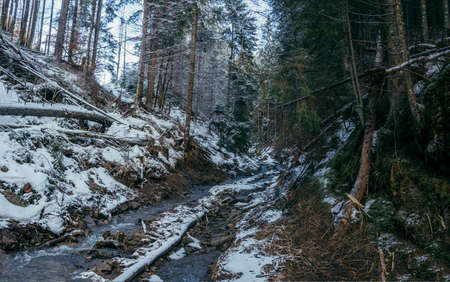 A snow covered forest a travelの写真素材