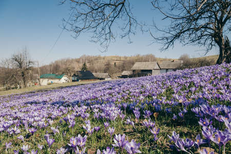 A group of purple flowers in a fieldの写真素材