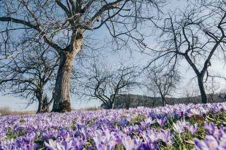 A group of purple flowers in a fieldの写真素材