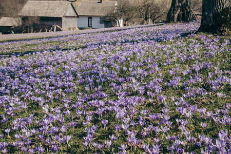 A close up of a flower gardenの写真素材