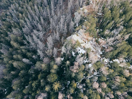 A close up of a plant a mountain