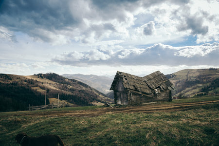 A herd of cows grazing on grass in front of a mountainの写真素材