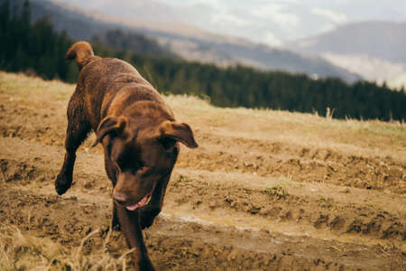 A dog standing on a dry grass fieldの写真素材