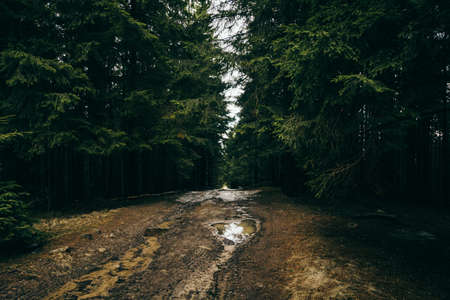 A sign on a dirt path next to a treeの写真素材