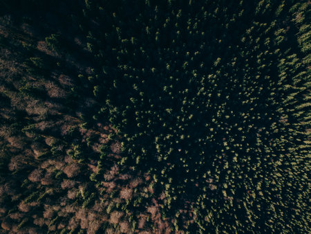 A tree in the dark a mountain a travelの写真素材