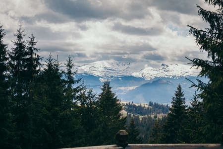 A tree covered in snow a mountains travelの写真素材