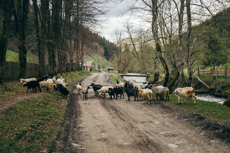 A herd of cattle walking across a dirt roadの写真素材