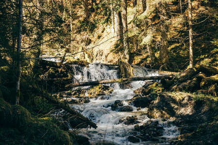 Mountain river with blockages, dense coniferous forest, stonesの写真素材