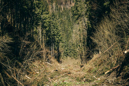 Mountain road with stones and coniferous forest, touristの写真素材