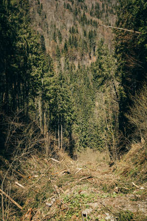 Mountain road with stones and coniferous forest, tourist