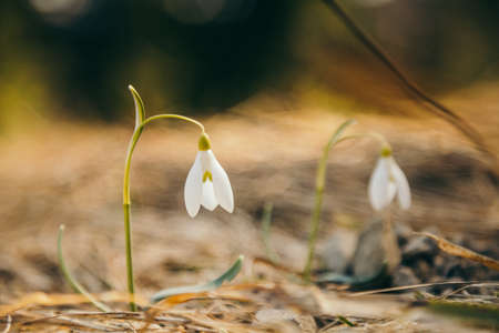 Snowdrops flowers in the mountains, yellow grass, thawの写真素材