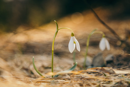Snowdrops flowers in the mountains, yellow grass, thawの写真素材