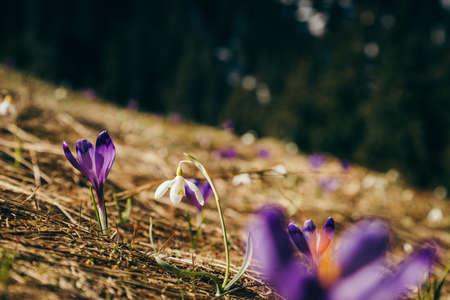 Purple flowers, crocuses and snowdrops on yellow grass, springの写真素材