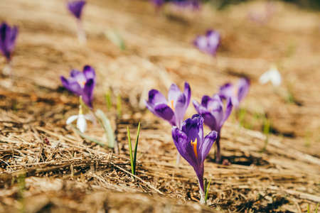 Purple flowers, crocuses and snowdrops on yellow grass, springの写真素材