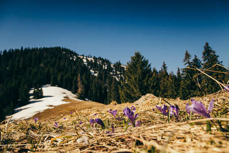 Flowers, crocuses and snowdrops on yellow grass, spring, thawの写真素材