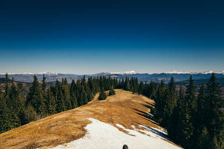 Snow-capped mountains, meadow and coniferous forest, spring, winterの写真素材