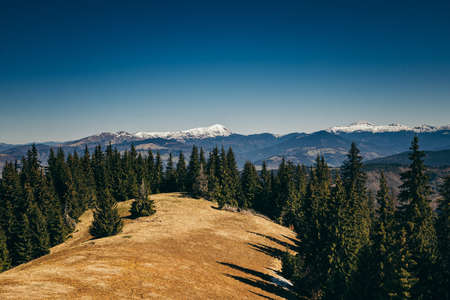 Snow-capped mountains, meadow and coniferous forest, spring, winterの写真素材