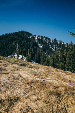 Purple flowers, crocuses on yellow grass, spring in the mountainsの写真素材