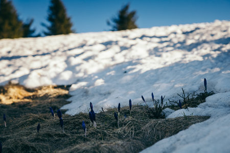 Winter mountains snow, thaw flowers, coniferous forest, springの写真素材
