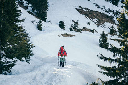 Snowy road in the mountains, coniferous forest, springの写真素材