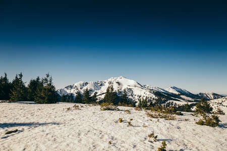 Winter mountains, snow coniferous forest, blue sky, springの写真素材